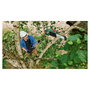 Bosch UniversalChainPole 18 Sierra de pértiga telescópica con batería 18V 2.5Ah