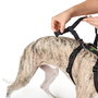 Hunter Arnés de Seguridad Vr XS-S Anti-Escape Perro Pecho 38-52 cm Negro Nylon