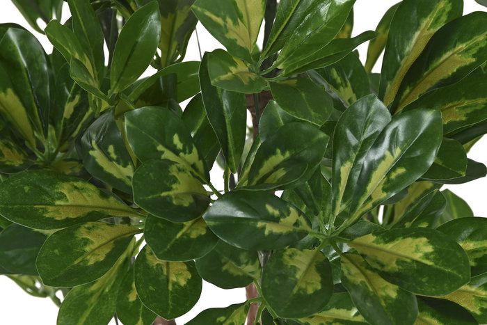 DKD Home Decor Planta Verde 50 x 120 x 50 cm (2 Unidades) Pe