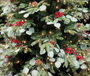 DKD Home Decor Árbol de Navidad Bosque Tradicional Verde Rojo 240 cm con 1178 Ramas LED y Base de Metal Desmontable