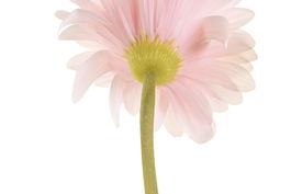 DKD Home Decor Flor Crisantemo Tacto Real Amarillo Blanco 12 x 67 x 12 cm (12 Unidades)