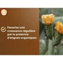 Or Brun OBRTCAC6U Sustrato para cactus y plantas suculentas Brown Gold 6L Promueve el crecimiento