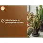 Or Brun OBRTCAC6U Sustrato para cactus y plantas suculentas Brown Gold 6L Promueve el crecimiento