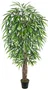 DKD Home Decor Planta Ficus Verde PE 100x100x203 cm