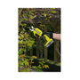 Ryobi RY18SCA-0 Tijera de podar inalámbrica, 2,5 cm, acero al carbono, verde
