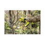 Ryobi RY18SCA-0 Tijera de podar inalámbrica, 2,5 cm, acero al carbono, verde