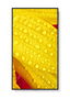 NEC M551-2 Pantalla LED de 50" 4K Ultra HD para quiosco, diseño plano, Procesador incorporado, Negro