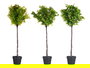 Ibergarden Arbol Helecho Verde Surtido 35x96x16 cm (Set de 3)