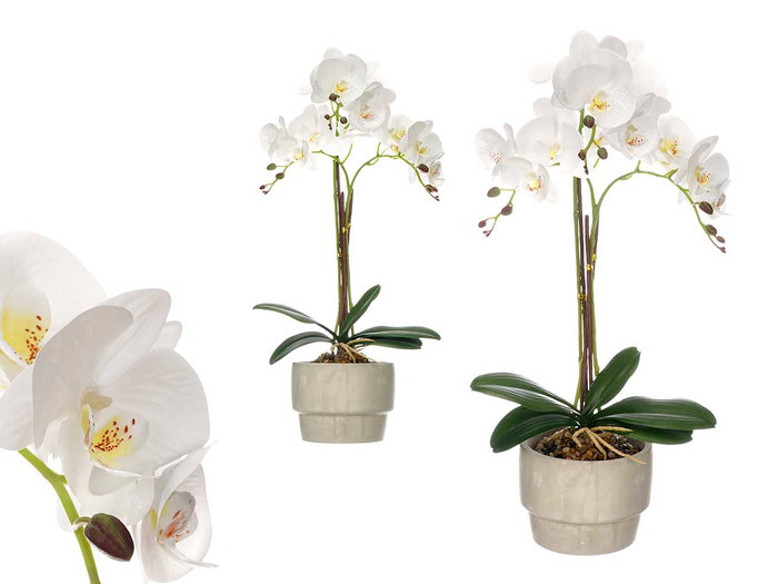 IBERGARDEN Orquídea con Maceta de Cemento Blanca y 3 Varas IBERGARDEN Orquídea con Maceta de Cemento Blanca y 3 Varas