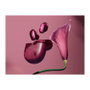 Bose QuietComfort Ultra Earbuds 2nd.GEN Deep Plum