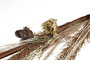 DKD Home Decor Ramo de Flores Secas Colgante Natural Surtido de 2