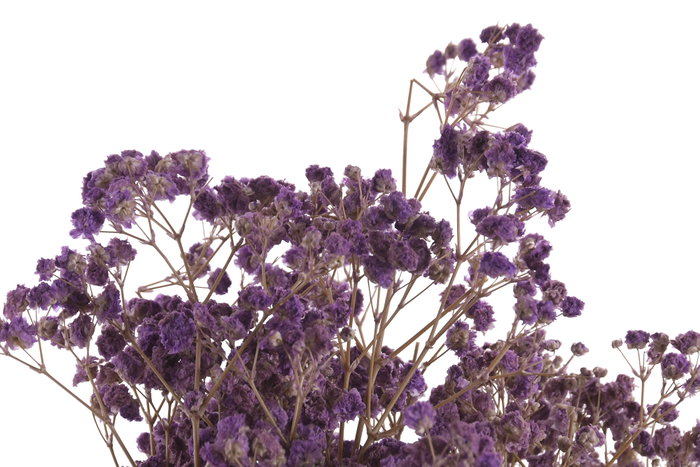 DKD Home Decor Ramo de Flores Preservada Gysophila Bola 50gr Surtido de 3