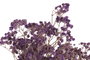 DKD Home Decor Ramo de Flores Preservada Gysophila Bola 50gr Surtido de 3