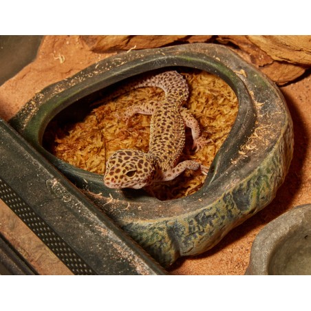 ZooMed Cueva para Reptiles y Anfibios, Mediana, 20 cm, Favorece Muda y Respiración