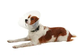 Kruuse Collar Isabelino Clic 7,5 cm 10 Unidades para Perro