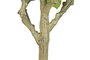 DKD Home Decor Árbol Oriental Blanco y Verde 70 x 180 x 70 cm - Pack de 2 Unidades
