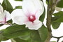 DKD Home Decor Árbol Oriental Blanco y Verde 70 x 180 x 70 cm - Pack de 2 Unidades