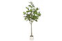 DKD Home Decor Árbol de Magnolia Blanco y Verde 70x70x180 cm