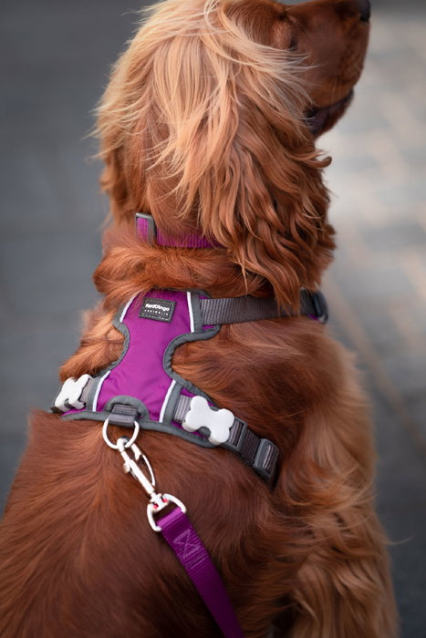 Red Dingo Petral Red Dingo Acolchado XL Morado (Set de 10)</h1> Red Dingo Petral Red Dingo Acolchado XL Morado (Set de 10)</h1>