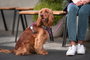 Red Dingo Petral Red Dingo Acolchado XL Morado (Set de 10)</h1>
