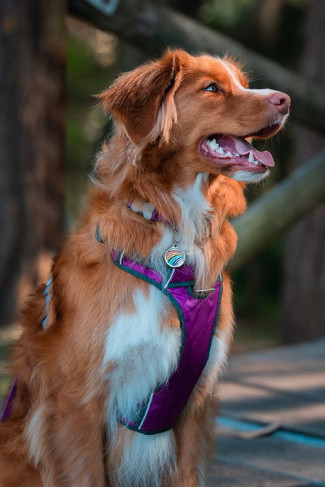 Red Dingo Petral Red Dingo Acolchado XL Morado (Set de 10)</h1> Red Dingo Petral Red Dingo Acolchado XL Morado (Set de 10)</h1>