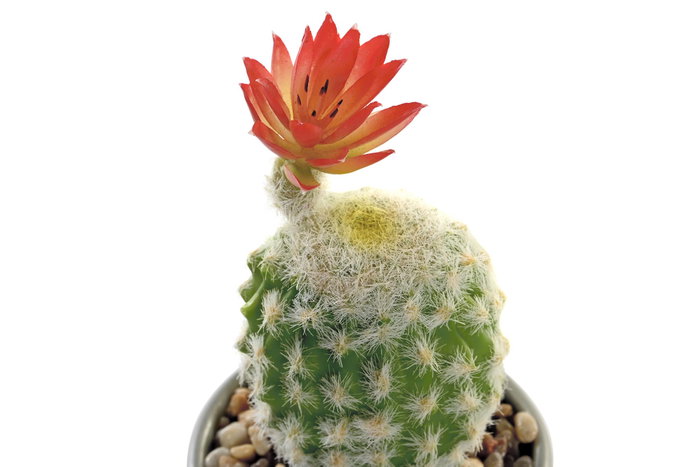 DKD Home Decor Planta Cactus Cerámica Gris Rosa 8 x 20 x 8 cm (8 Unidades)