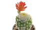 DKD Home Decor Planta Cactus Cerámica Gris Rosa 8 x 20 x 8 cm (8 Unidades)