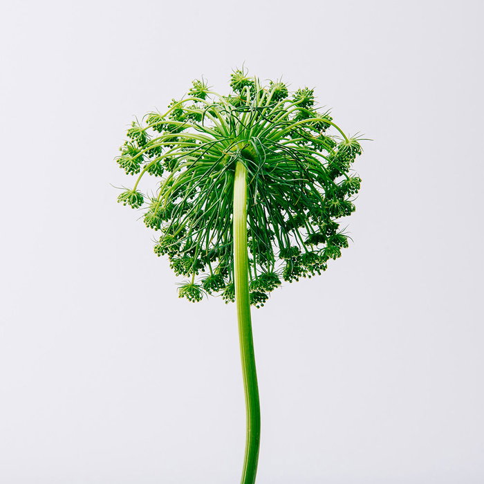 LOEWE Aire EDT 100ml + 10ml + 10ml, Cofre Regalo Mujer, Fragrancia Floral Verde