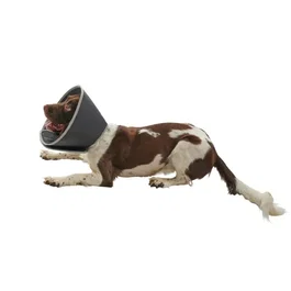 Kruuse Collar Isabelino Foam Buster 30cm (5 Unidades)