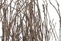 DKD Home Decor Lámpara de pie de Mimbre y Paulownia con Ramas, Marrón oscuro