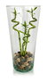 La Mediterranea Florero de Vidrio Lotus H26xø12.5cm