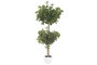 DKD Home Decor Árbol Ficus de PE y Cemento Verde 70x70x140 cm