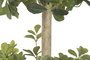 DKD Home Decor Árbol Ficus Verde Blanco 70x140x70 cm 2 Unidades