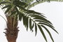DKD Home Decor Palmera Datilera Artificial 100x100x230 cm