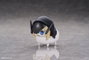 Ami Ami Goddess of Victory: Nikke Figuras DORO Action Hobby Cajas Sorpresa (6 unidades)