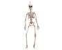 My Other Me Esqueleto Talla 120 Cm