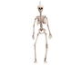 My Other Me Esqueleto Talla 120 Cm