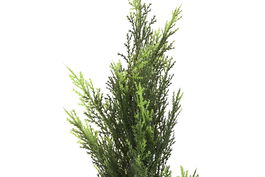 DKD Home Decor Árbol Verde 60 x 120 x 60 cm (2 Unidades)