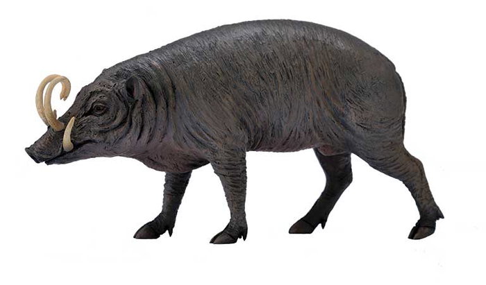 COLLECTA Babirusa Escala L COLLECTA Babirusa Escala L