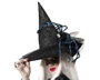 Atosa Sombrero de Bruja Adulto Negro con Araña Azul y Tul