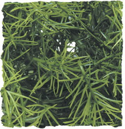 ZooMed Planta de Plástico Cashuarina Mediana