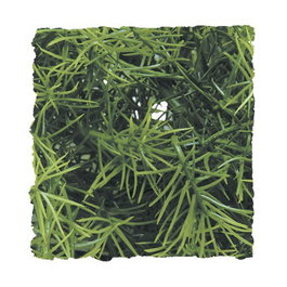 ZooMed Planta de plástico Casuarina mediana para reptiles y anfibios