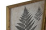 DKD Home Decor Cuadro Decorativo Estilo Cottage Helecho Blanco Gris de Abeto y Cristal 70x50x3 cm (Pack 4 Unidades Surtidas)