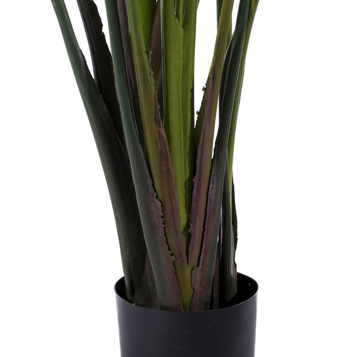 Ixia Planta Ave del Paraíso Verde 245 cm Ixia Planta Ave del Paraíso Verde 245 cm