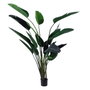 Ixia Planta Ave del Paraíso Verde 245 cm