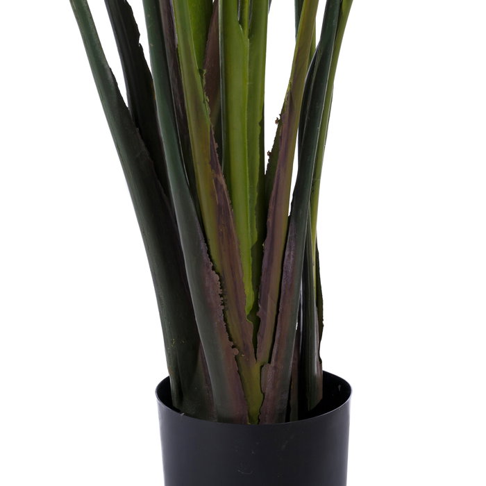 Planta Ave Del Paraíso Verde 245 cm
