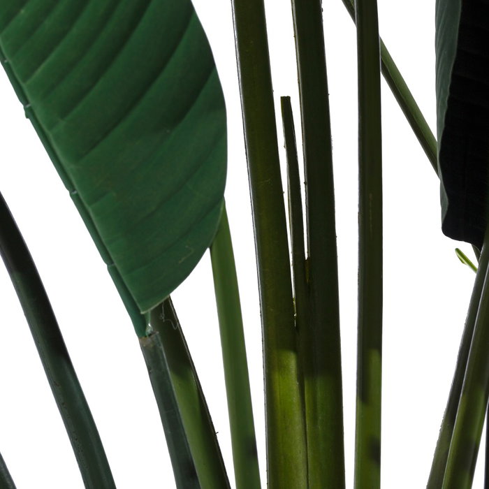 Planta Ave Del Paraíso Verde 245 cm