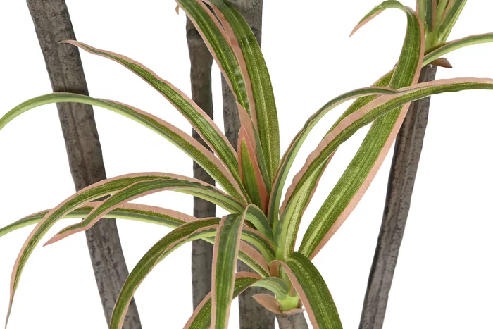 DKD Home Decor Planta Verde Marron 86 x 218 x 82 cm (2 Unidades)
