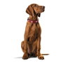 Hunter Collar Swiss Rojo/Negro 30-34.5cm