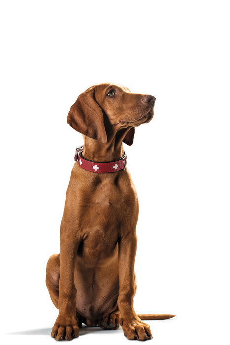 Hunter Collar Swiss 30-34.5 cm Rojo-Negro